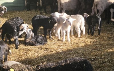 Ein neues Jahr, ein neuer Anfang – Lämmer, Flaschi und kleine Wunder auf dem Hof