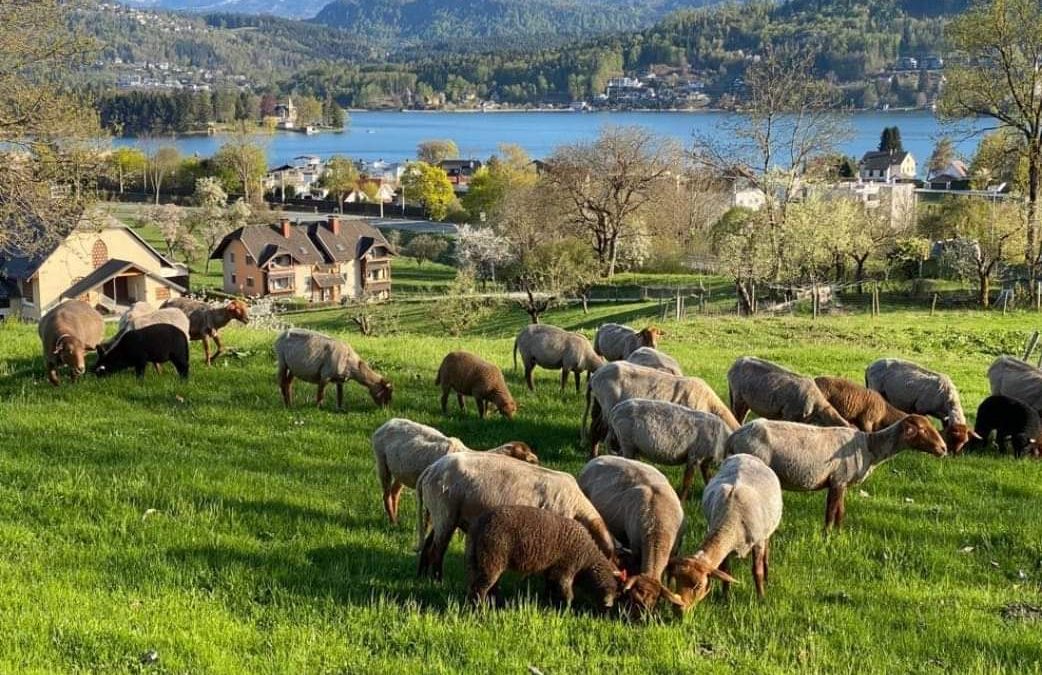 Die Schafbauernfamilie aus Kärnten – Eine nachhaltige Zukunft mit Herz und Seele