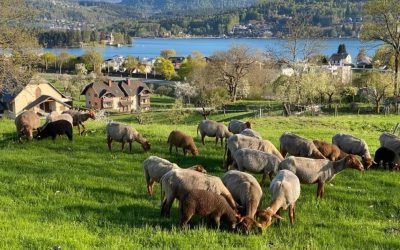 Die Schafbauernfamilie aus Kärnten – Eine nachhaltige Zukunft mit Herz und Seele