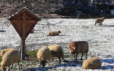 Dezember – Der Monat des Innehaltens und der Entscheidungen