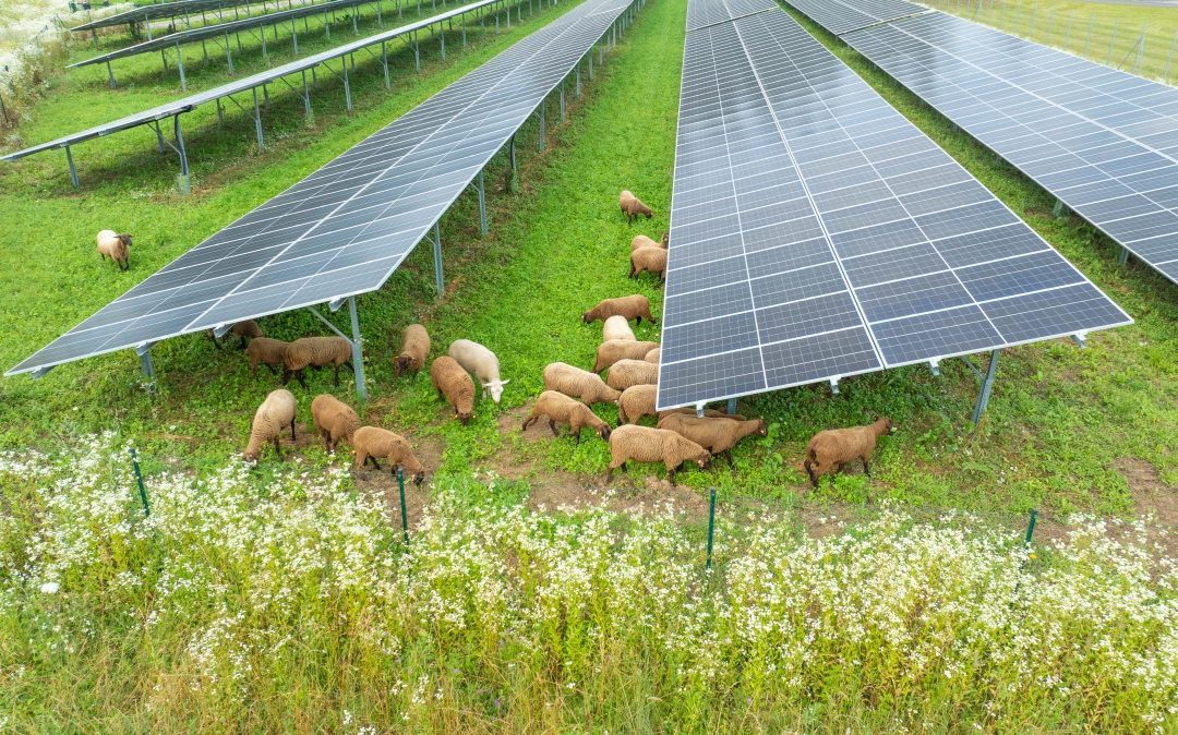 Schafe erleben in der Photovoltaikanlage – eine Auszeit der besonderen Art