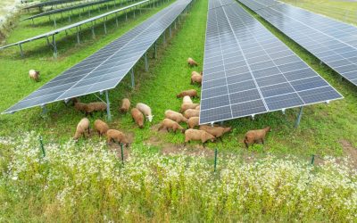 Schafe erleben in der Photovoltaikanlage – eine Auszeit der besonderen Art