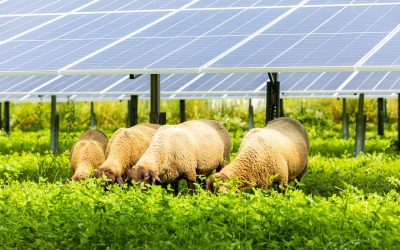 Biodiversitätsinseln der Zukunft